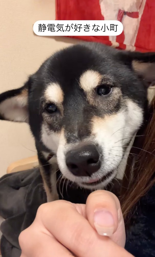 手を嗅ぐ柴犬