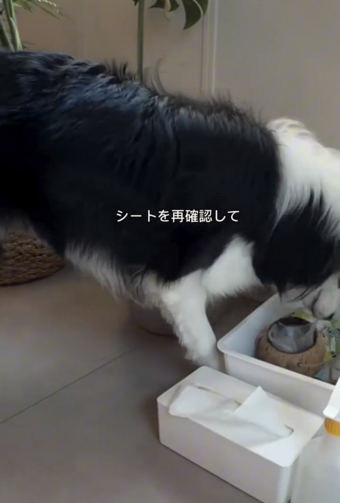 もう一度確認する犬