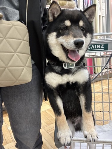 かわいいね