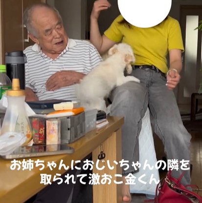 大好きな男性に近づく女性（孫娘）に吠えかかる小型犬