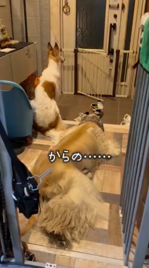 玄関前に座り込む2頭の犬