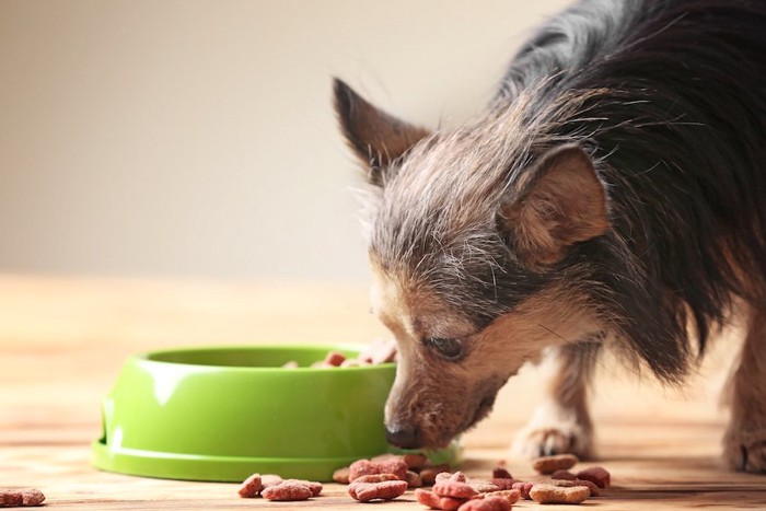 お皿からこぼれたフードを見つめる犬