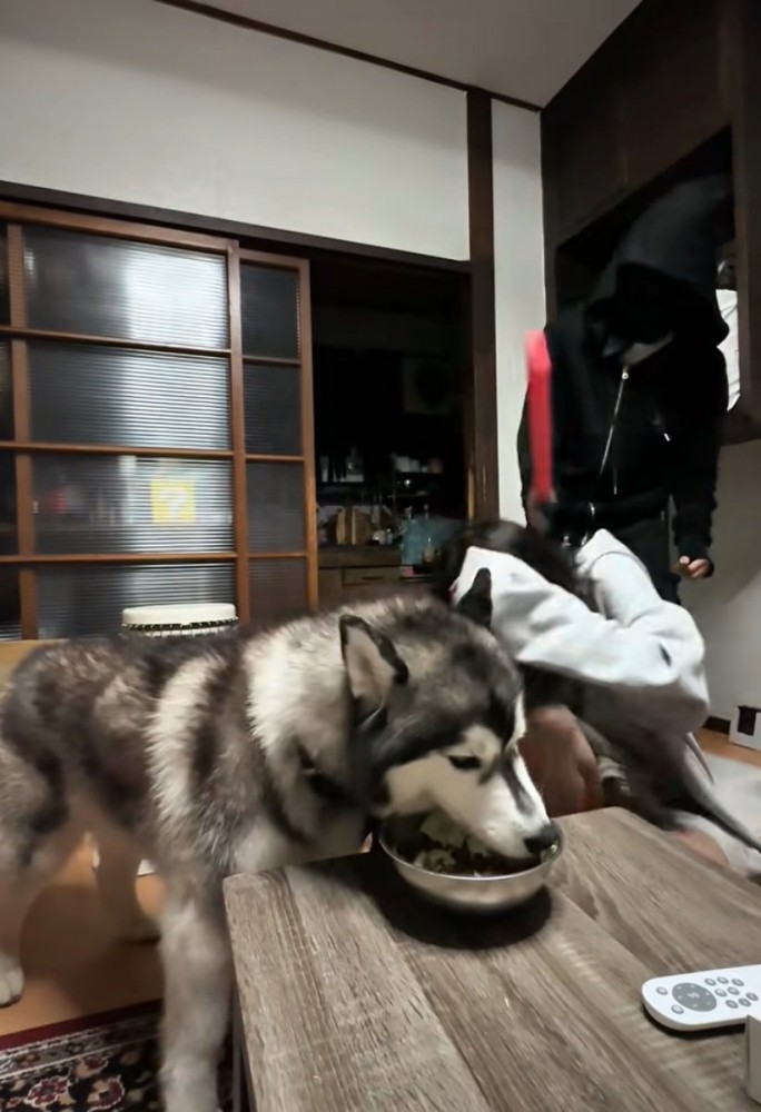 襲われる飼い主