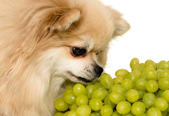 マスカットの匂いを嗅ぐ犬