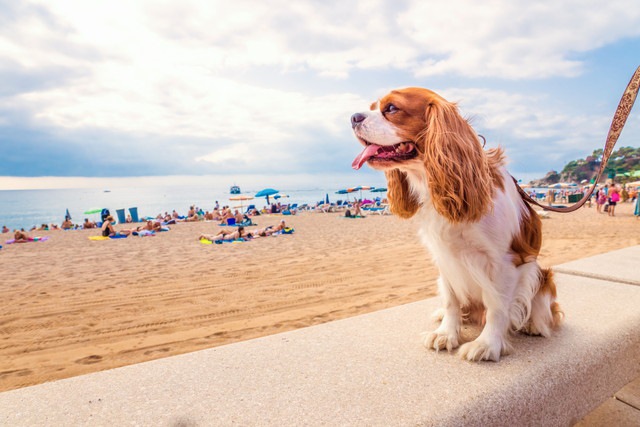 海と犬