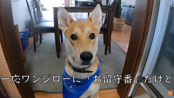 家族が出かける日のワンジローくん