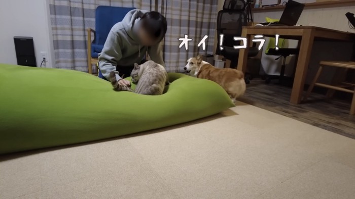 猫を撫でる青年と右から吠えるコーギー