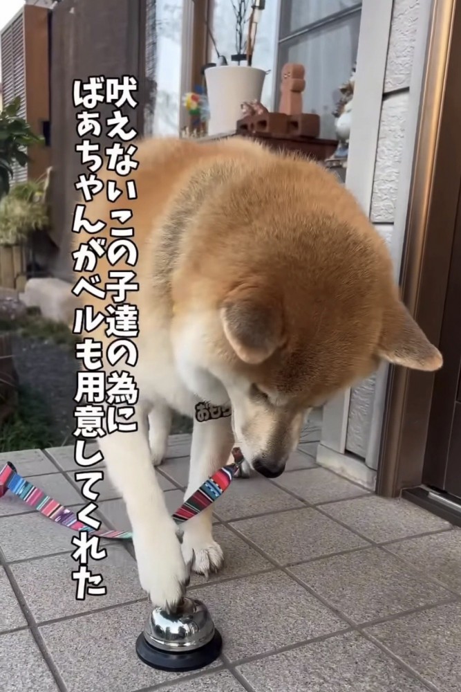 ベルを鳴らす犬