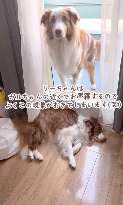 ベランダから戻れないガルチェロくん6