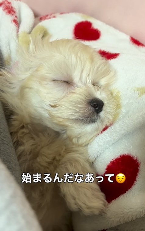 眠る子犬