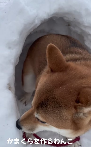 かまくらの中に座る柴犬