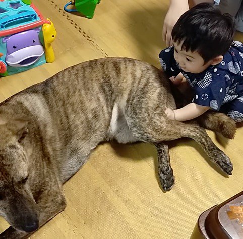 赤ちゃんに体を撫でられている犬