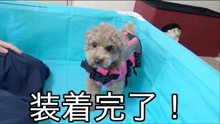 犬用ライフジャケットを着た犬