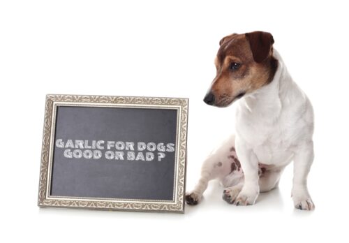犬ににんにくは良いの？悪いの？