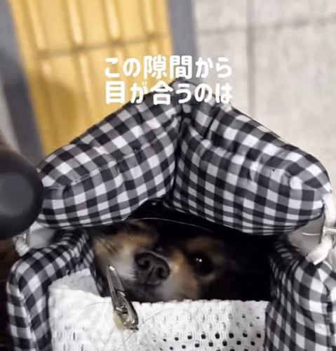 バッグの隙間から顔をのぞかせる犬