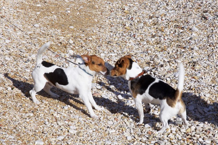 犬と犬