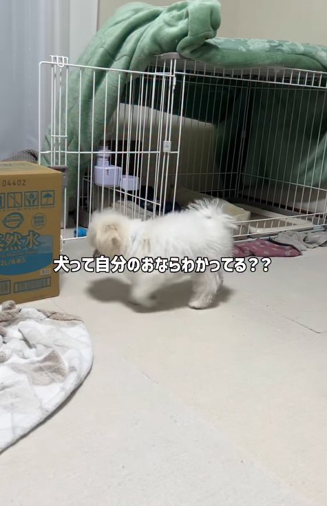 ウロウロしている小型犬