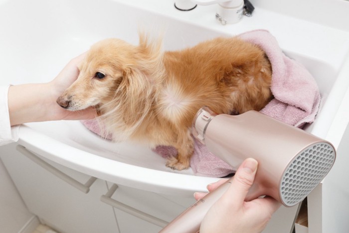 ドライヤーで乾かしてもらう犬