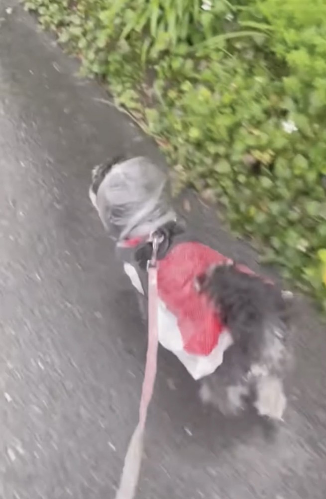 雨の散歩