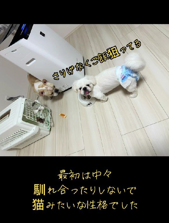 新しく家族になった！