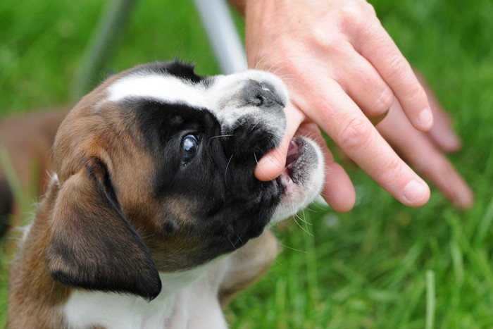 人の指を噛む子犬