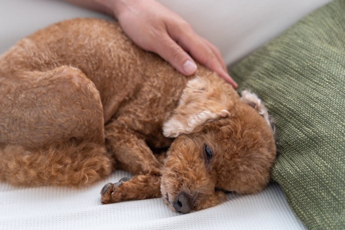 マッサージされるトイプー老犬