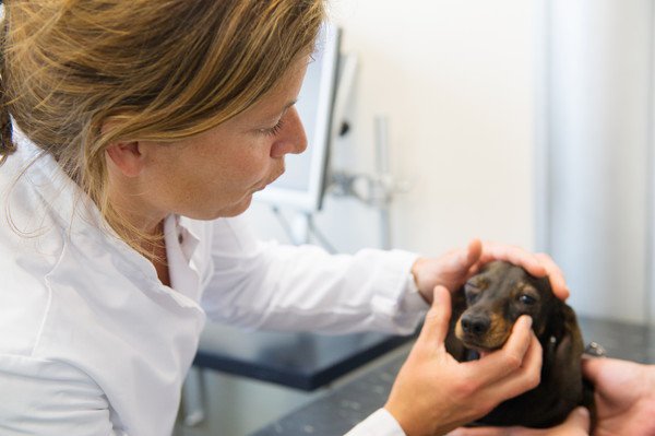 犬がワインを舐めた！緊急時の対処法