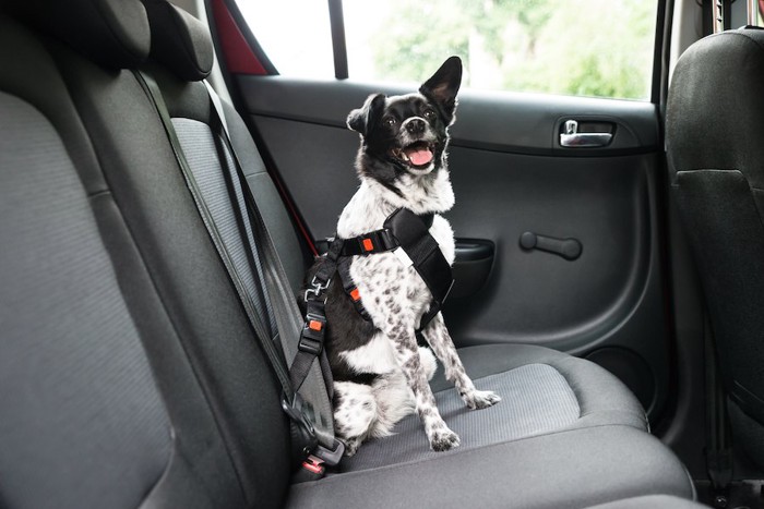 車内でシートベルトを装着した犬