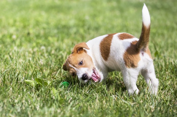 芝生ではしゃぐ犬