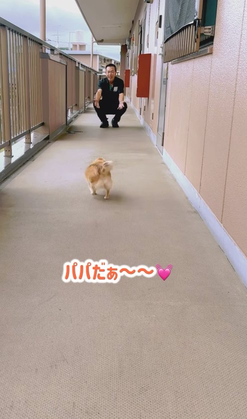 手を伸ばして座っている飼い主の元へと歩いていくチワワ「パパだぁ〜〜♡」