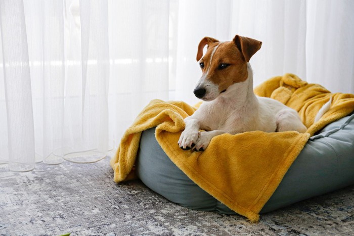 窓際のベッドでくつろぐ犬