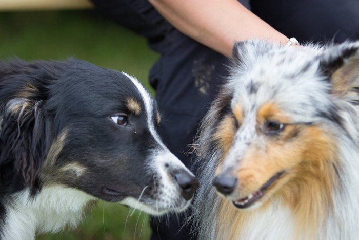 にらみ合う2匹の犬