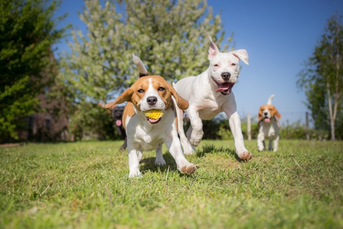 ドッグランで走る3匹の犬