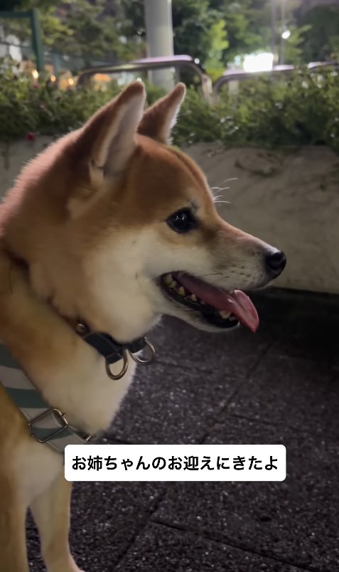 お姉ちゃんを待つ小型犬