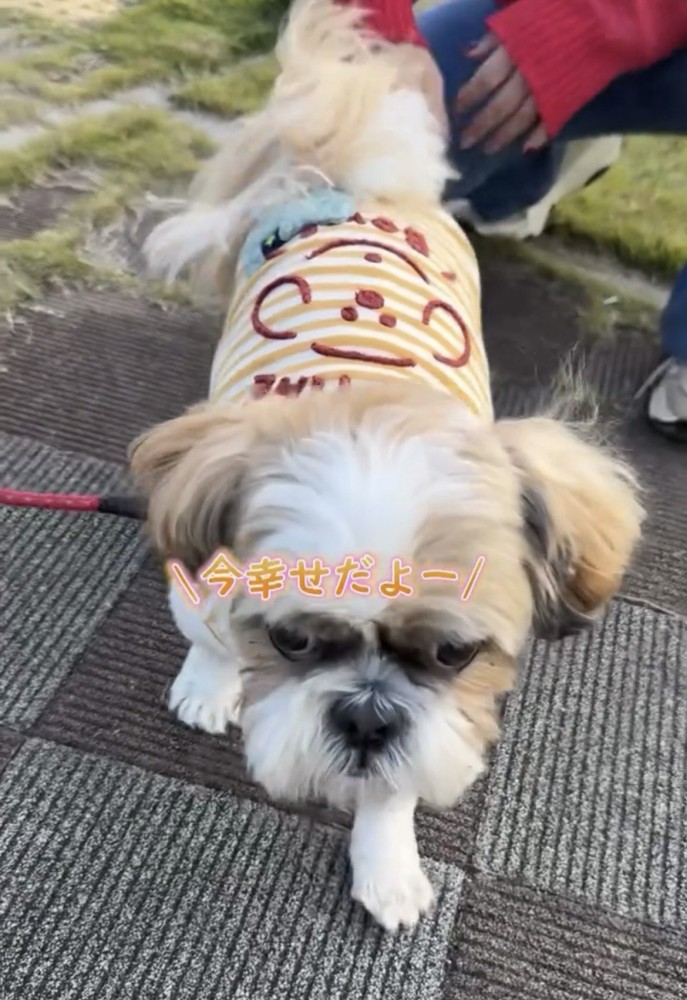 カメラに近づいてくる犬