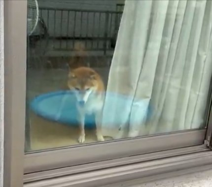 可愛すぎ