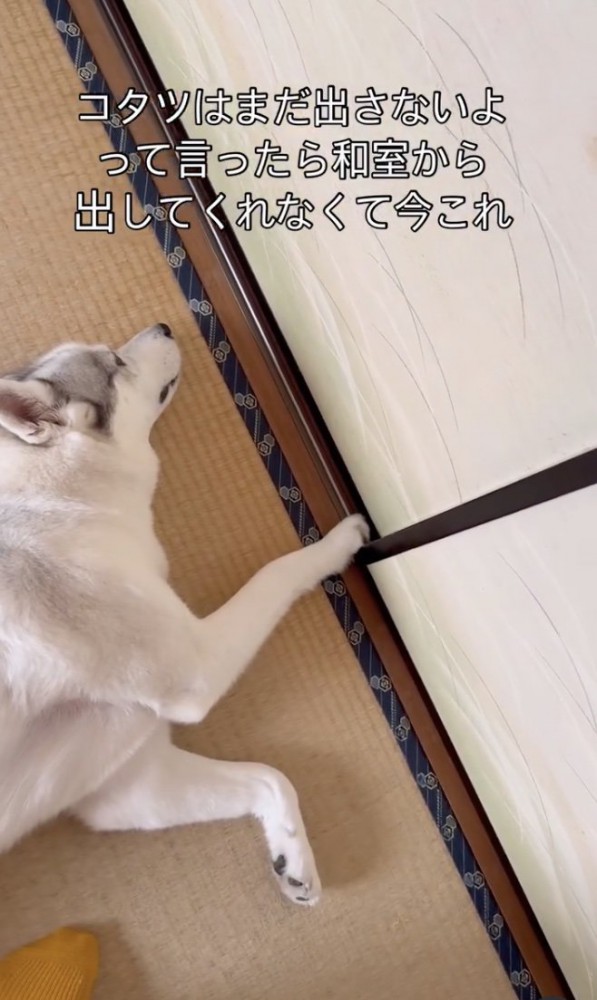 「コタツまだ…」