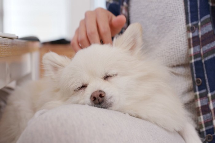 頭をマッサージされる犬