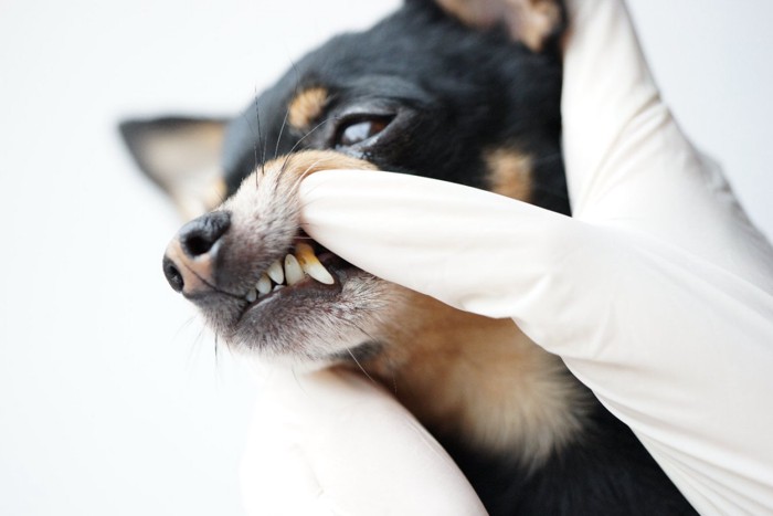 歯石のついた犬