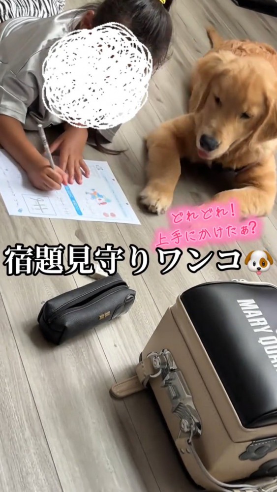 勉強をする女の子を見守る犬