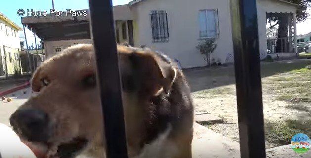 柵越しに食べ物をもらう犬