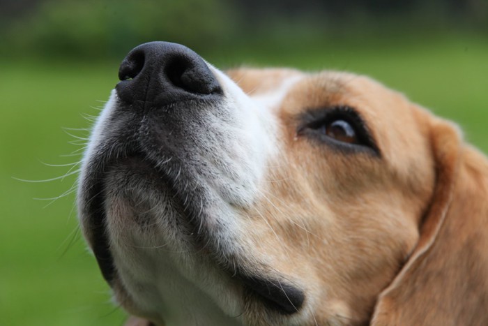 犬の鼻先