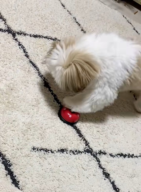 ベルを鳴らすよもぎくん