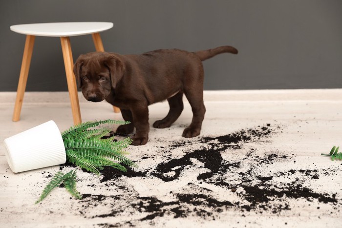 落ちて散らかった植木鉢を見つめる子犬