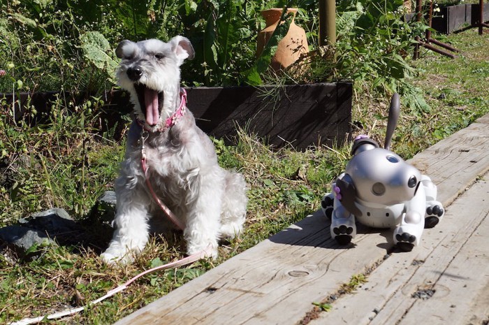 散歩するミニチュアシュナウザーとAIBO