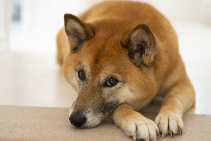 伏せて上目遣いの柴犬