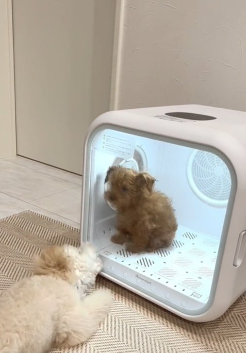 扉を噛む犬1