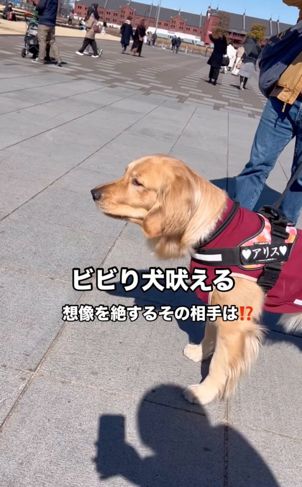 警戒吠えする大型犬