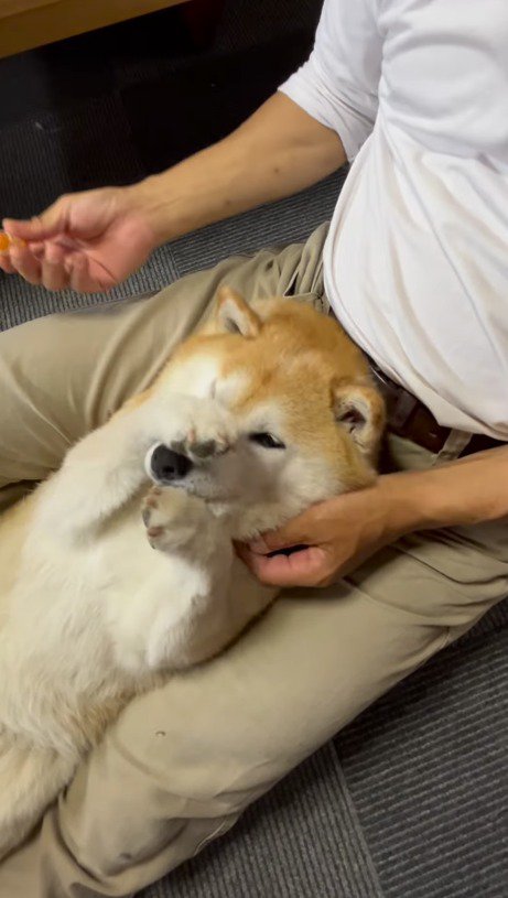 顔を前足でこする犬
