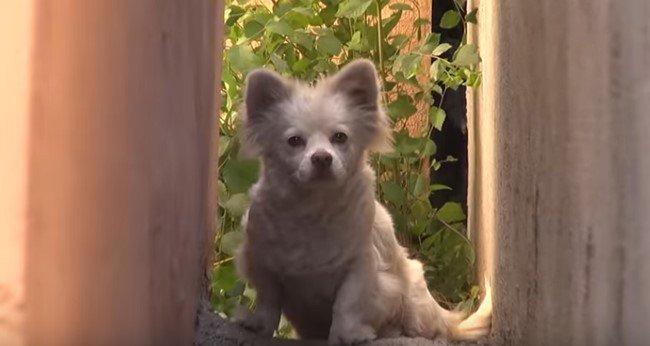 隠れる犬